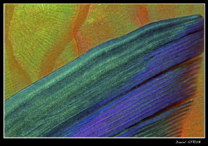 Abstract - detail of the pectoral fin of a parrotfish :-D by Daniel Strub 